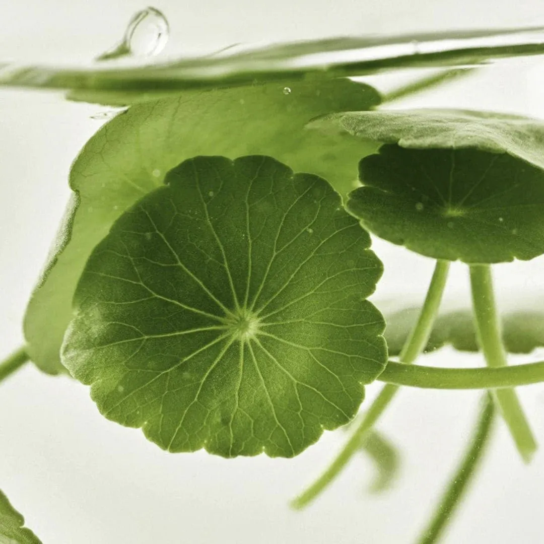 Beauty of Joseon Light On Serum: Centella   Vita C 30ml